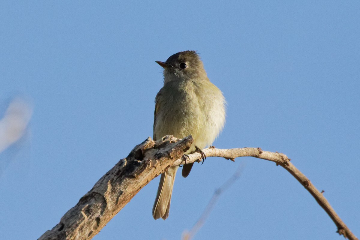 Hammond's Flycatcher - ML644634636