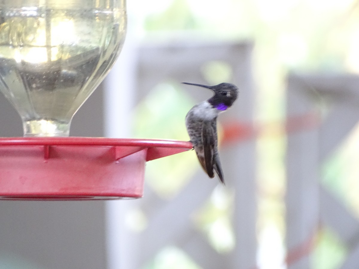 Black-chinned Hummingbird - ML644634638