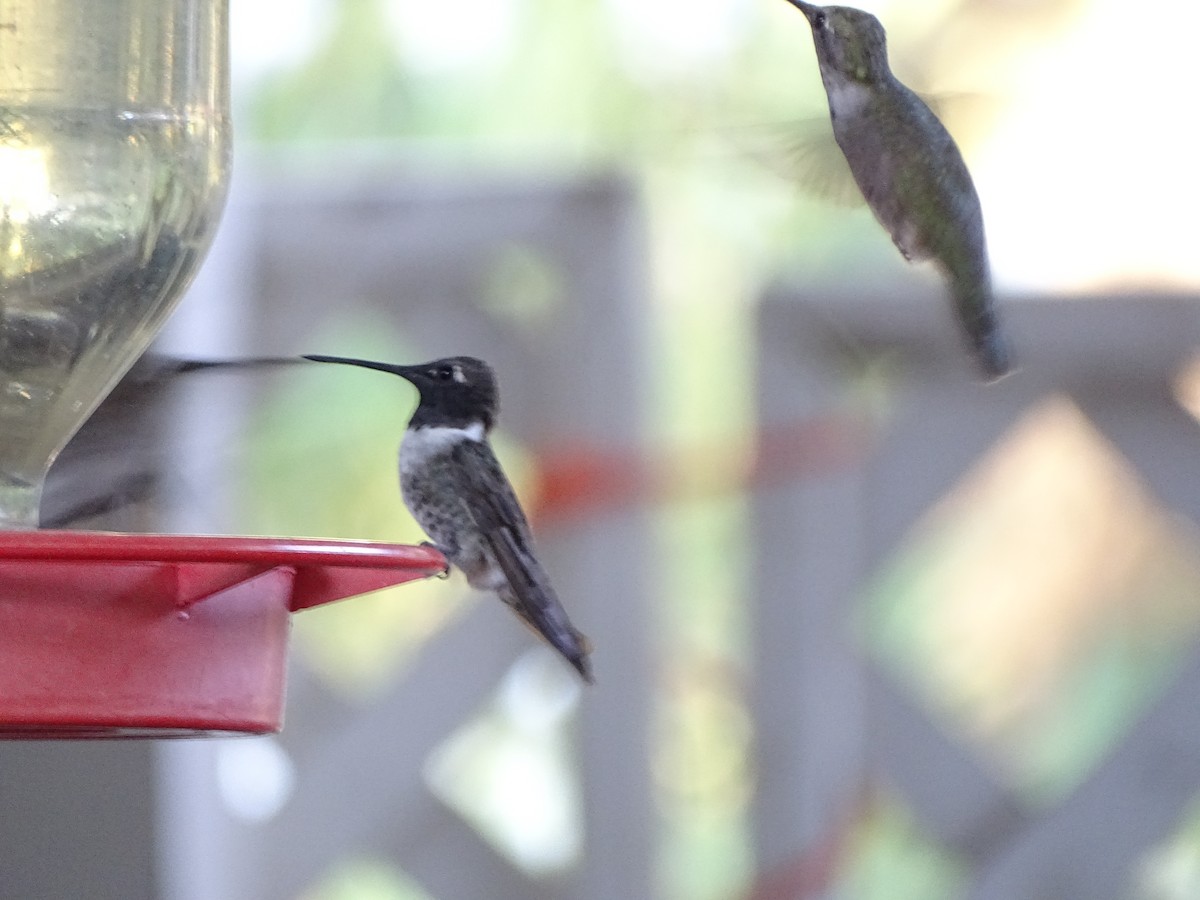 Black-chinned Hummingbird - ML644634639