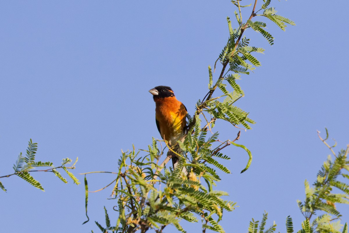 Black-headed Grosbeak - ML644634644