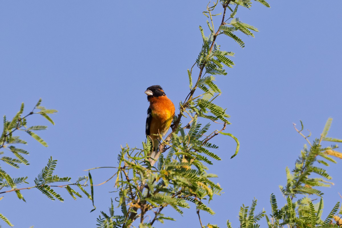 Black-headed Grosbeak - ML644634645