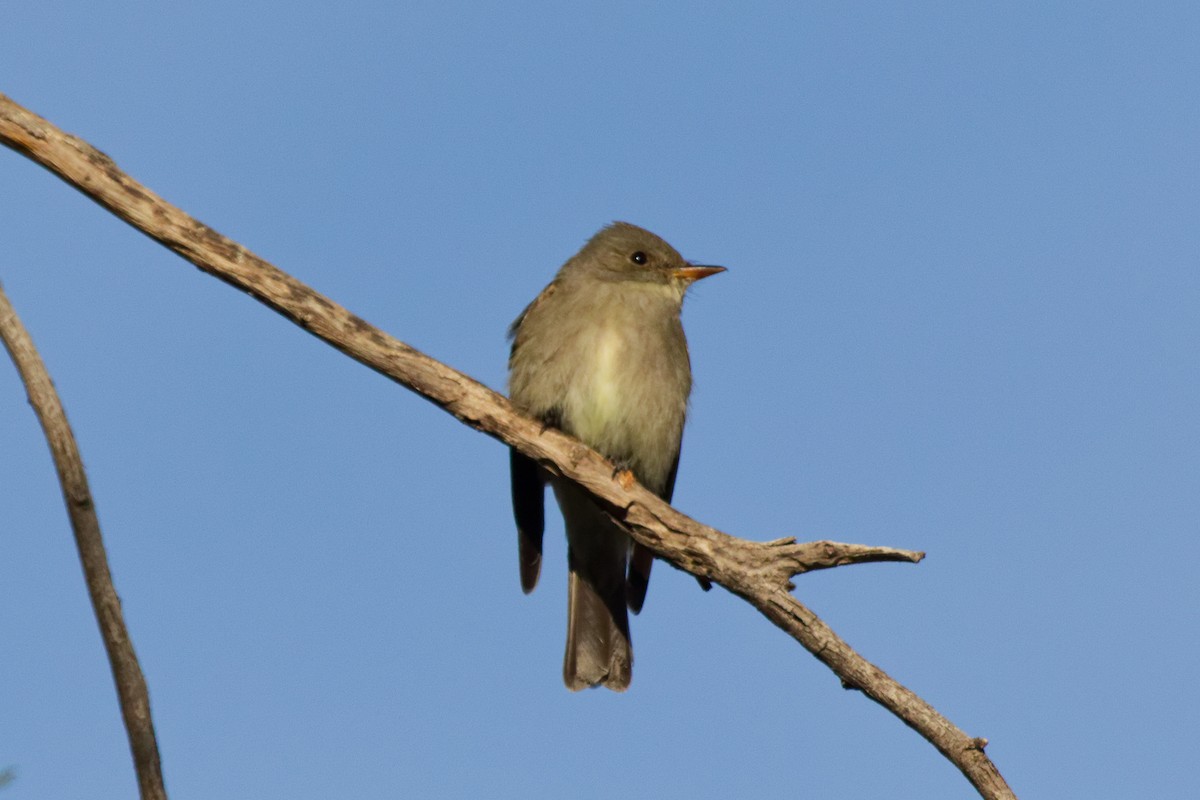 Western Wood-Pewee - ML644634646