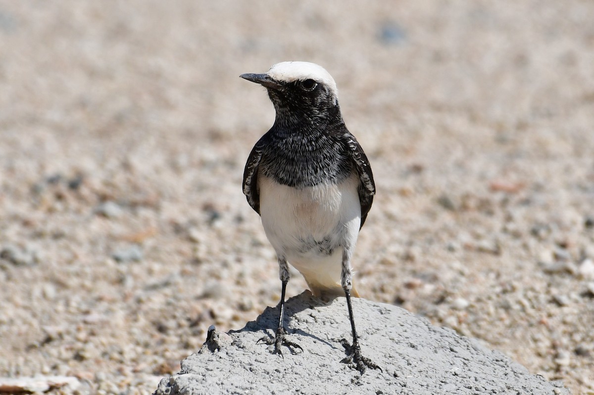 Keşiş Kuyrukkakanı - ML644634647