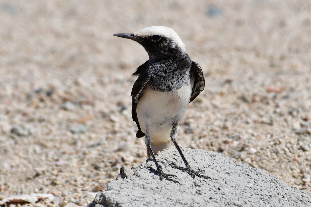 Keşiş Kuyrukkakanı - ML644634648