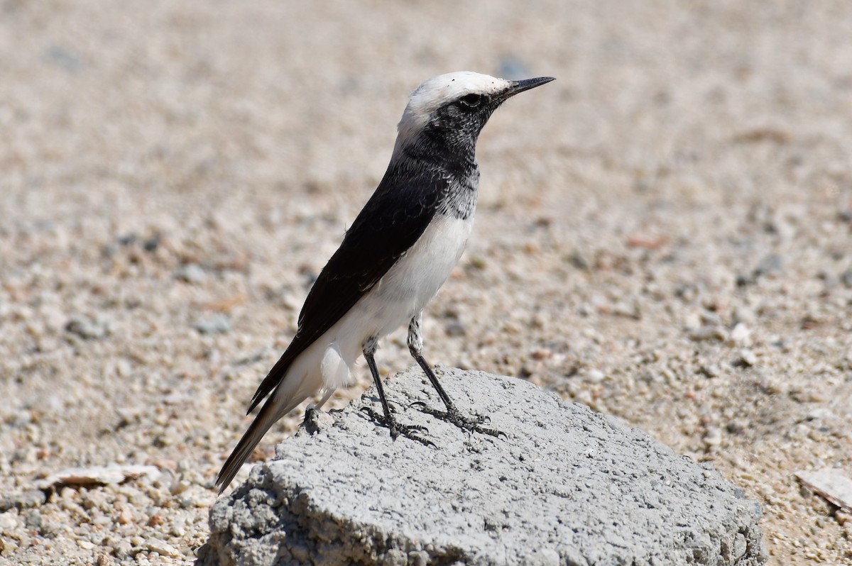 Keşiş Kuyrukkakanı - ML644634649