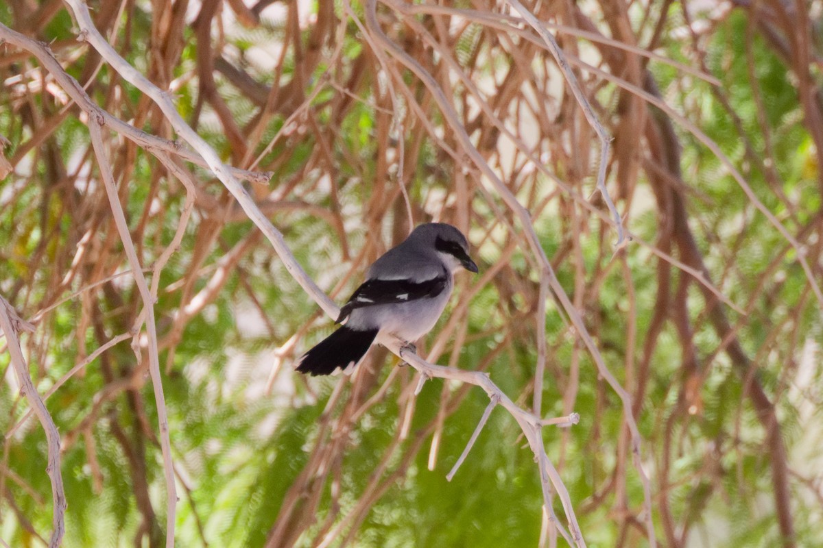 Loggerhead Shrike - ML644634650