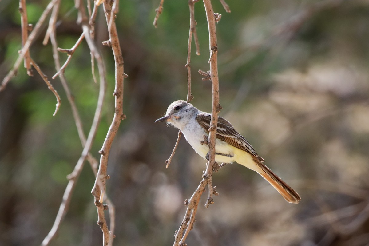 Ash-throated Flycatcher - ML644634652