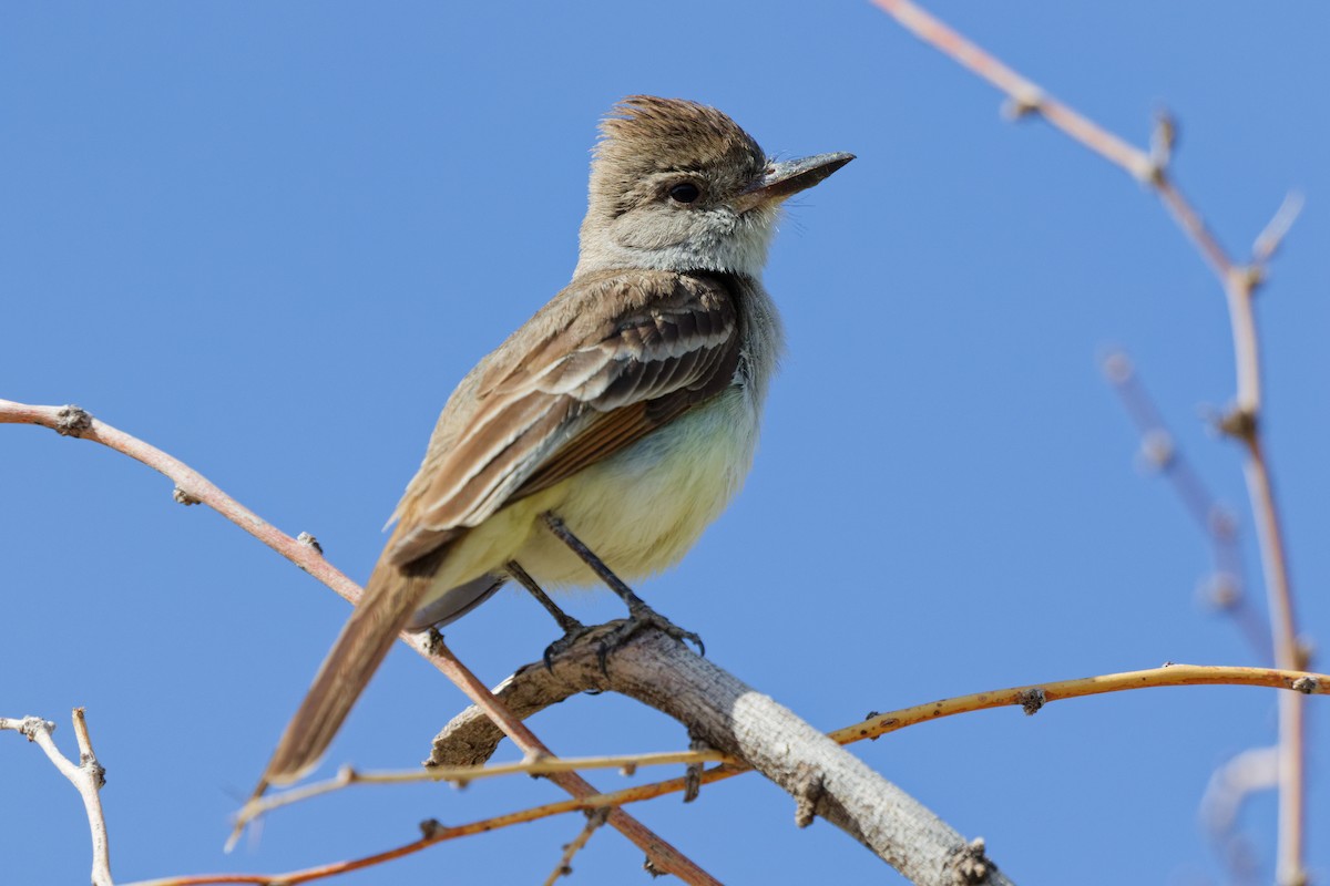 Ash-throated Flycatcher - ML644634653