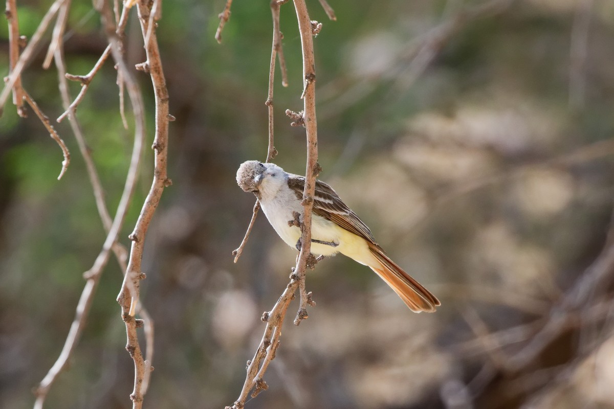 Ash-throated Flycatcher - ML644634654