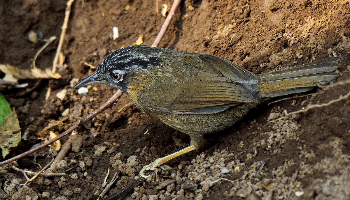 Gray-throated Babbler - ML644634656