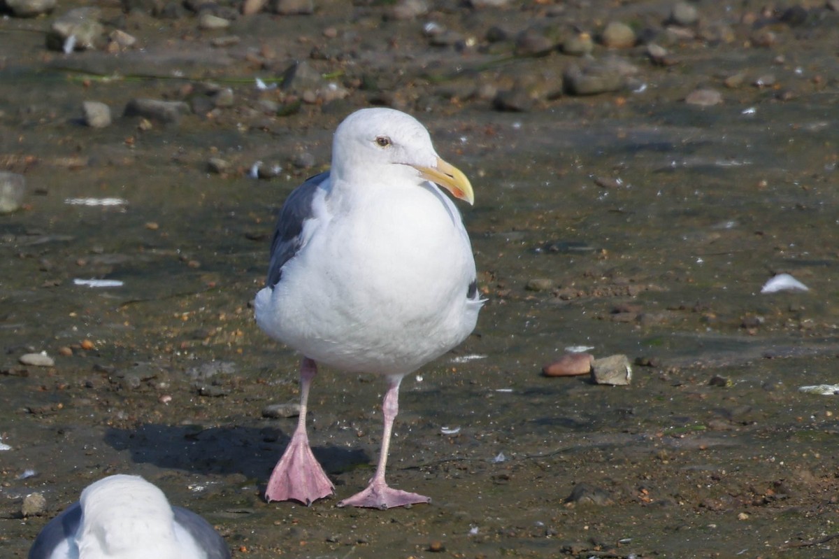 Мартин західний - ML644634659
