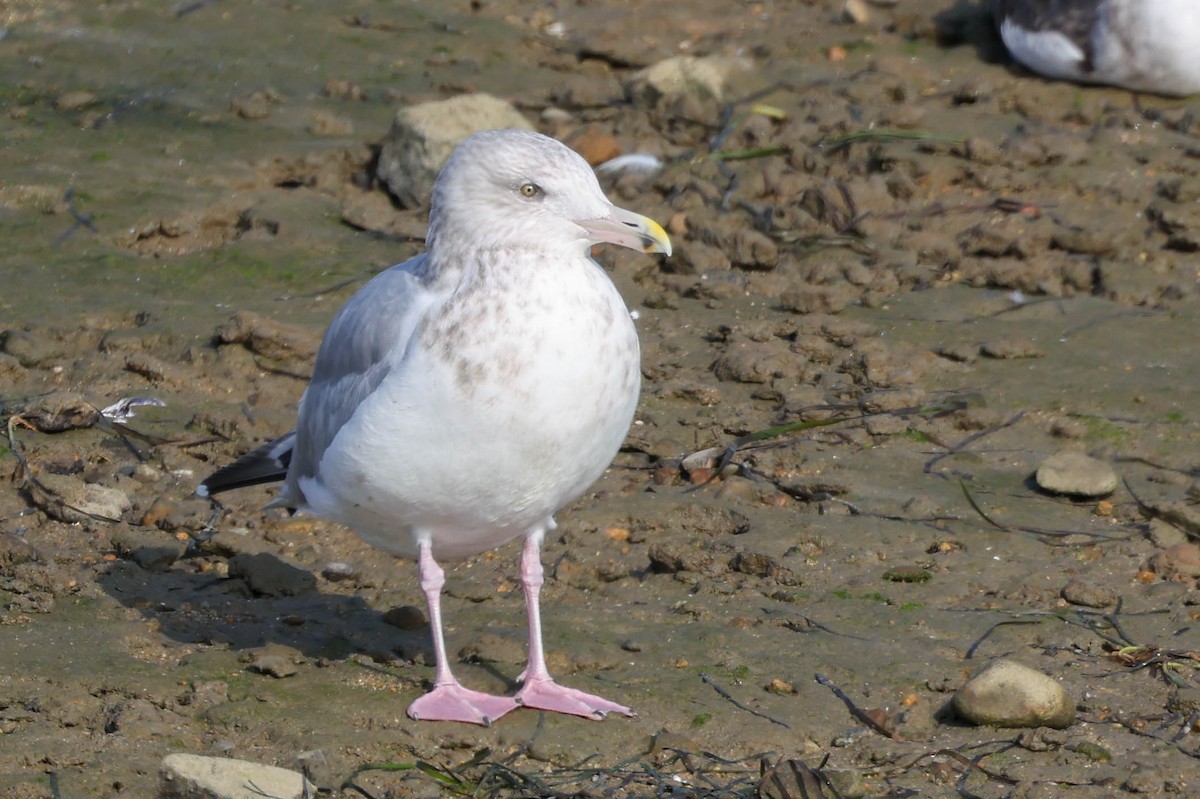 American Herring Gull - ML644634662