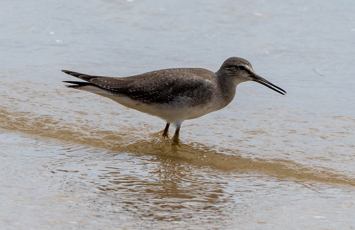 Chevalier de Sibérie - ML644634665
