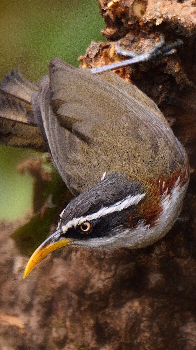 White-browed Scimitar-Babbler - ML644634669
