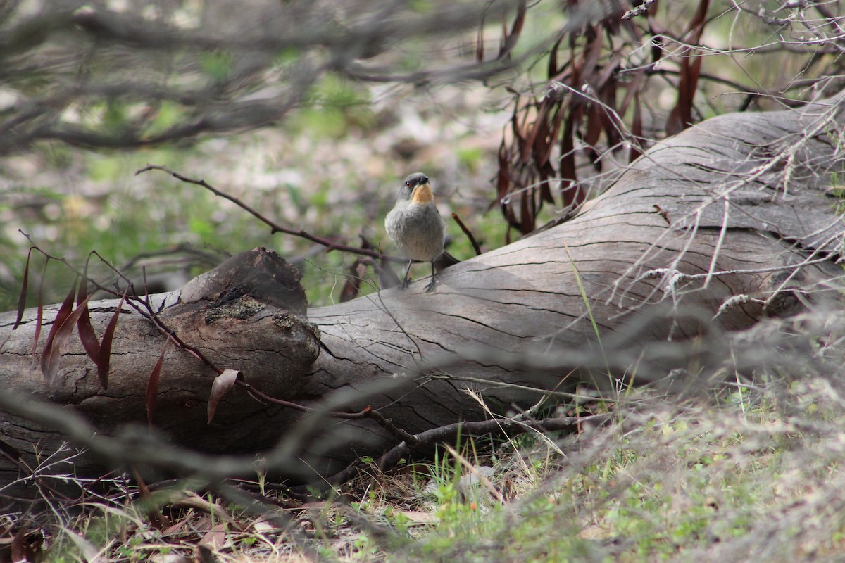 Gilbert's Whistler - ML644634672