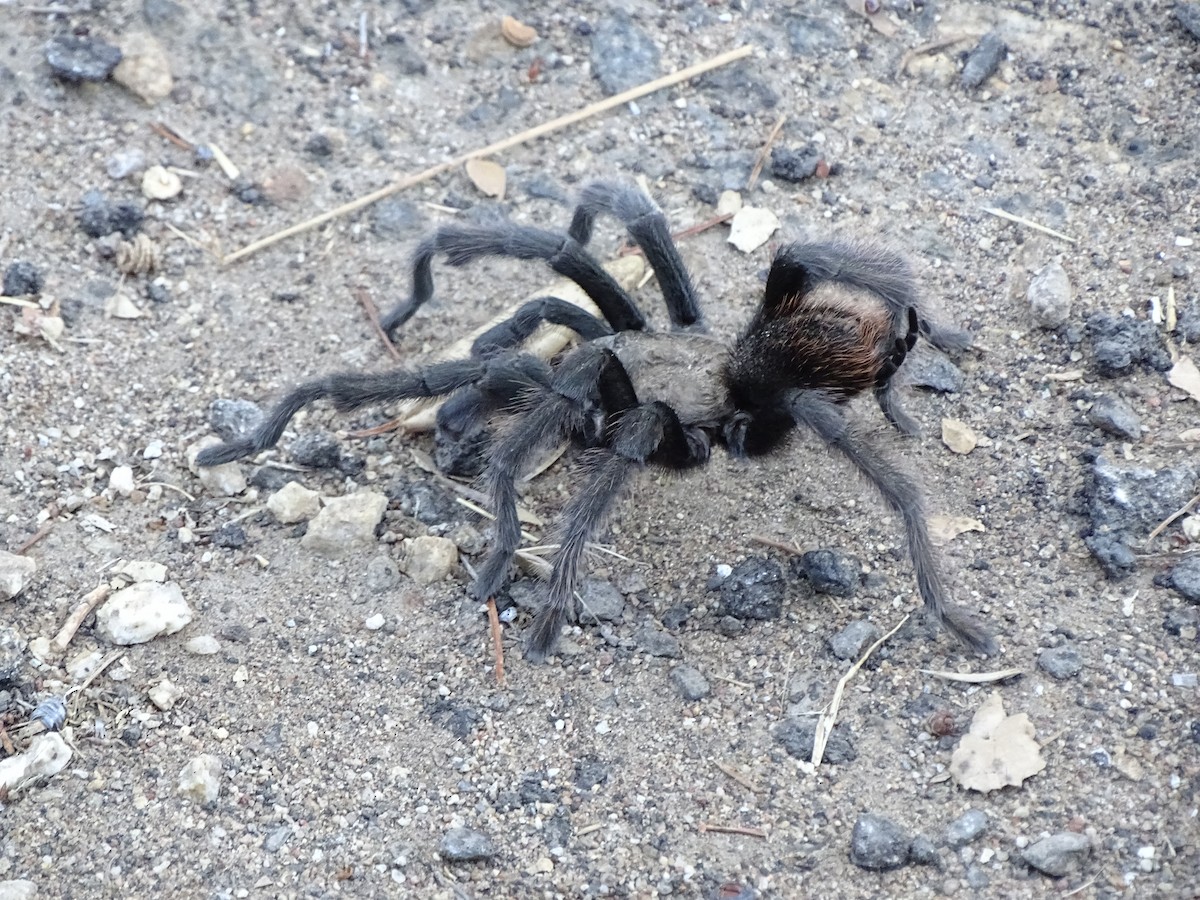 Aracnidi - ML644634675