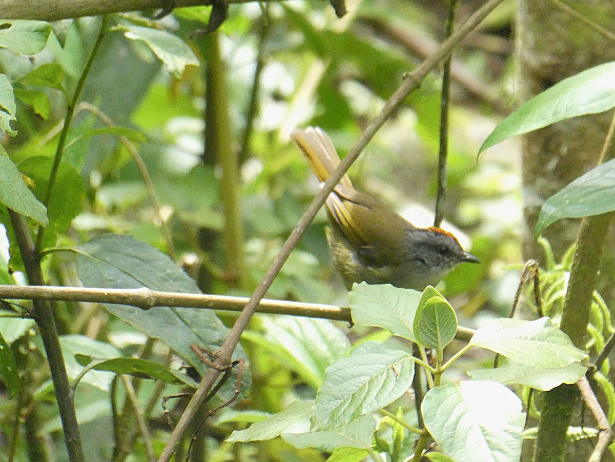 Paruline à diadème - ML644634677