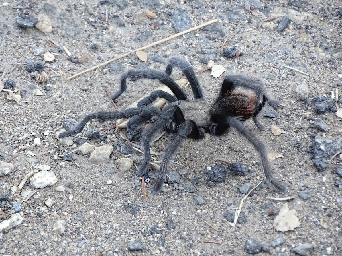 Aracnidi - ML644634678