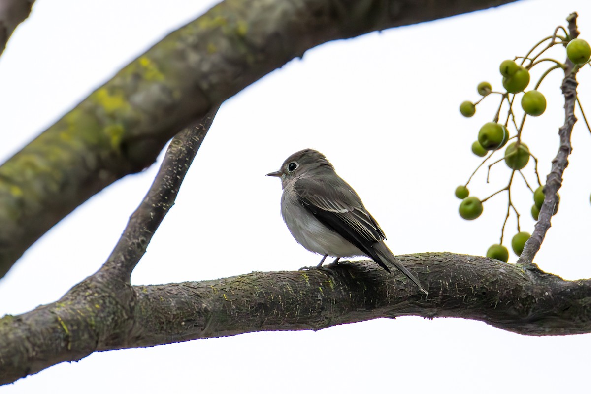 Asian Brown Flycatcher - ML644634682