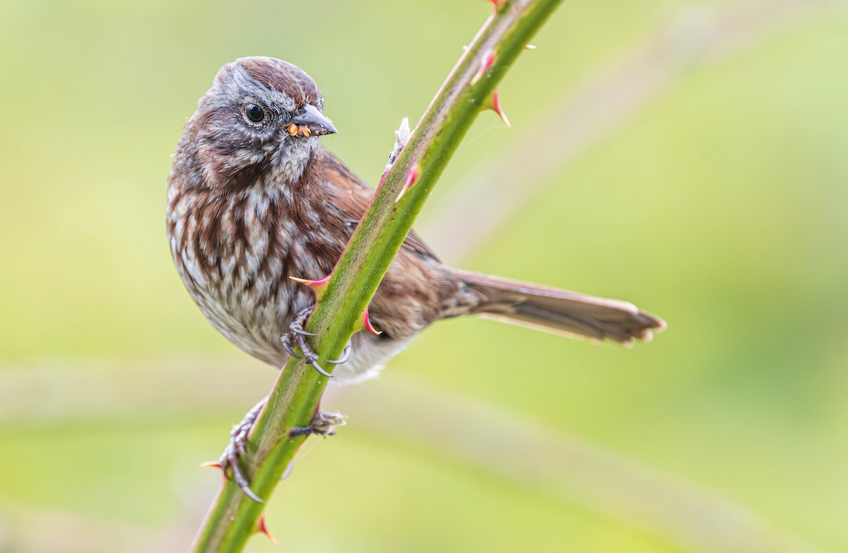 Пасовка співоча - ML644634687