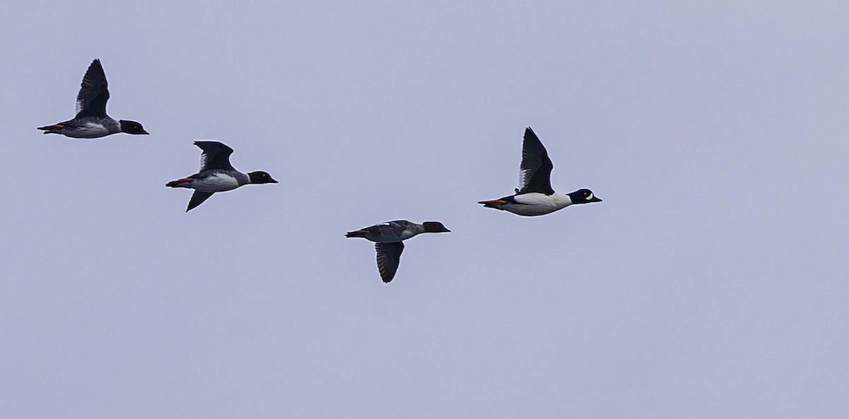 Murgilari islandiarra - ML644634688