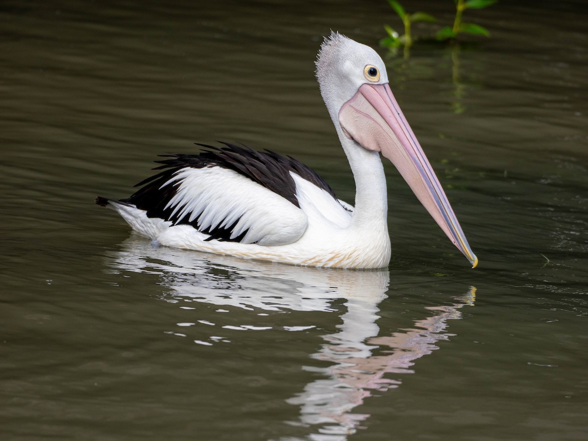 Australian Pelican - ML644634691