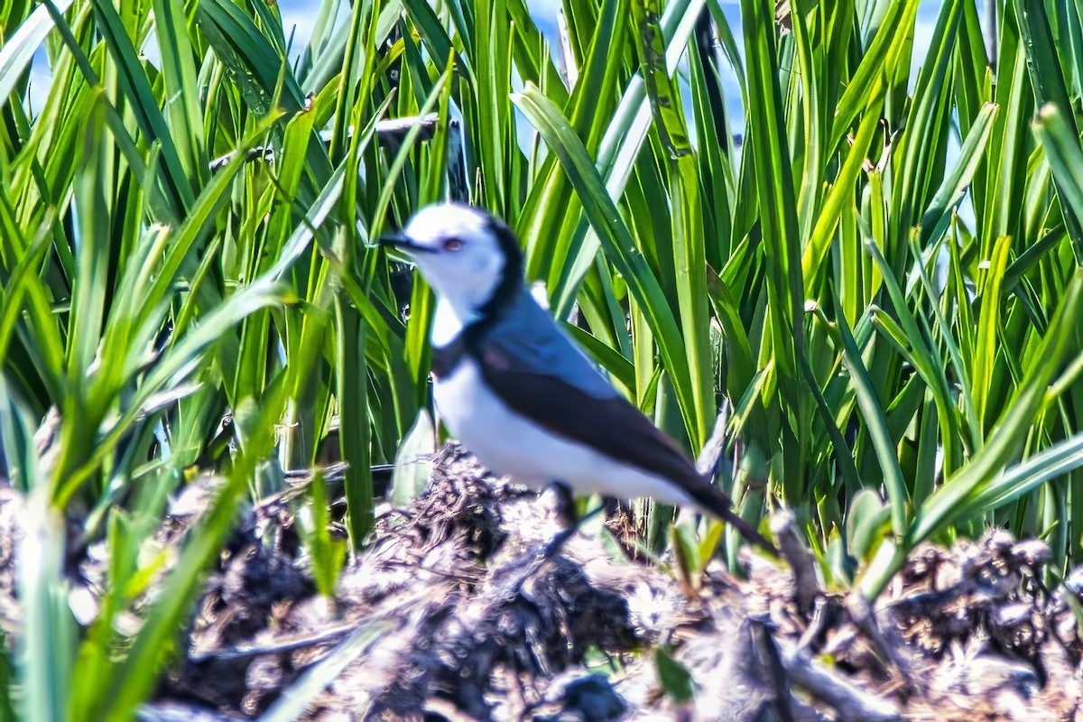 Eptianuro Pío - ML644634693