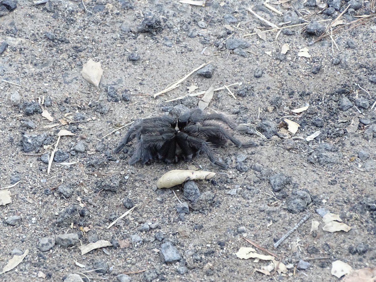 Aracnidi - ML644634694