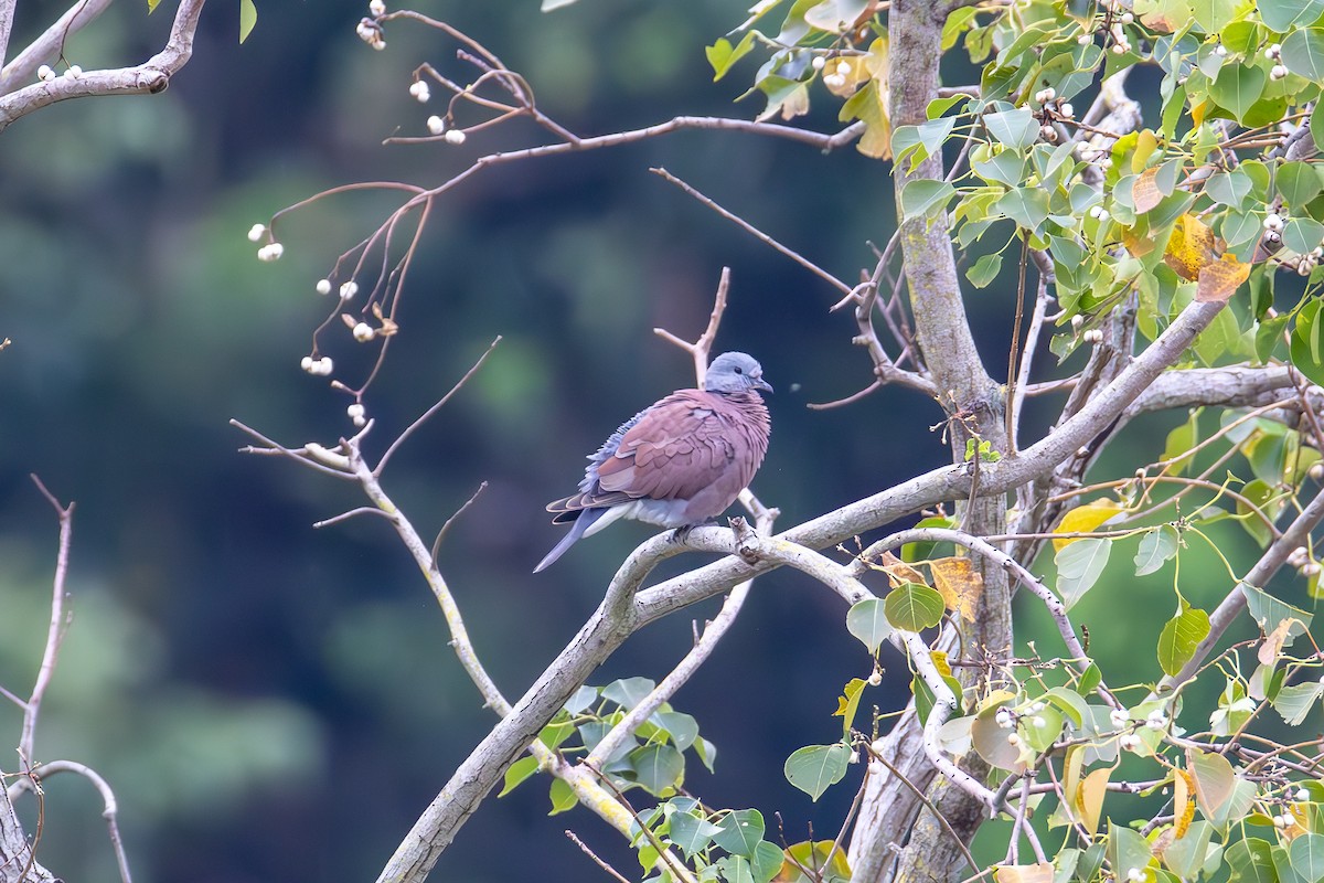 Tórtola Cabecigrís - ML644634696