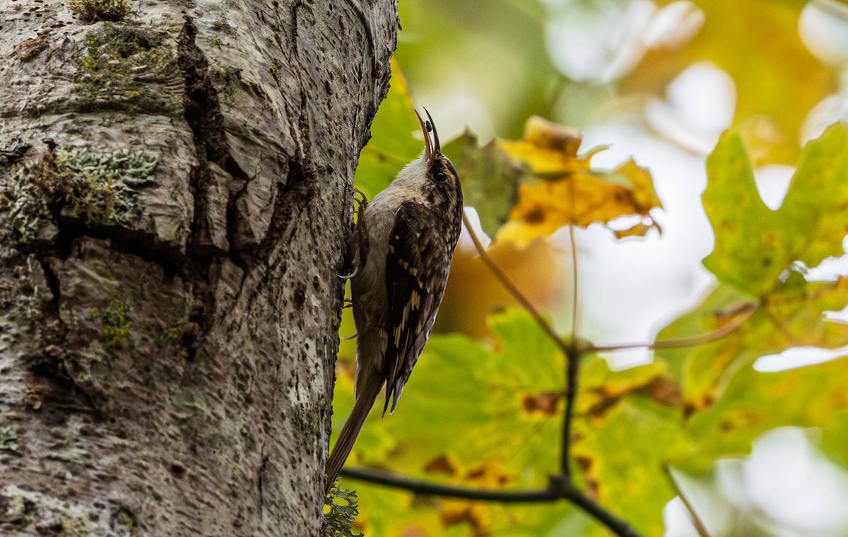 Brown Creeper - ML644634698