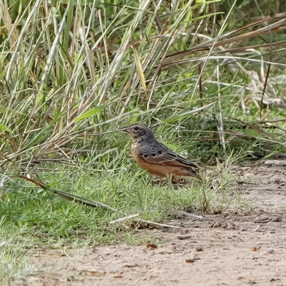 Bengal Bushlark - ML644634700