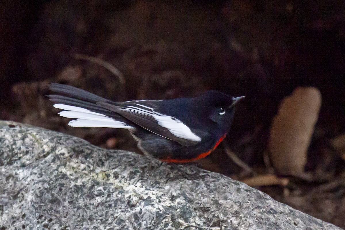 Painted Redstart - ML644634703