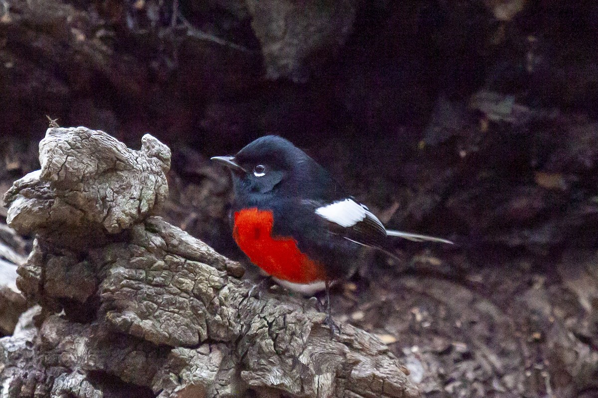 Painted Redstart - ML644634705