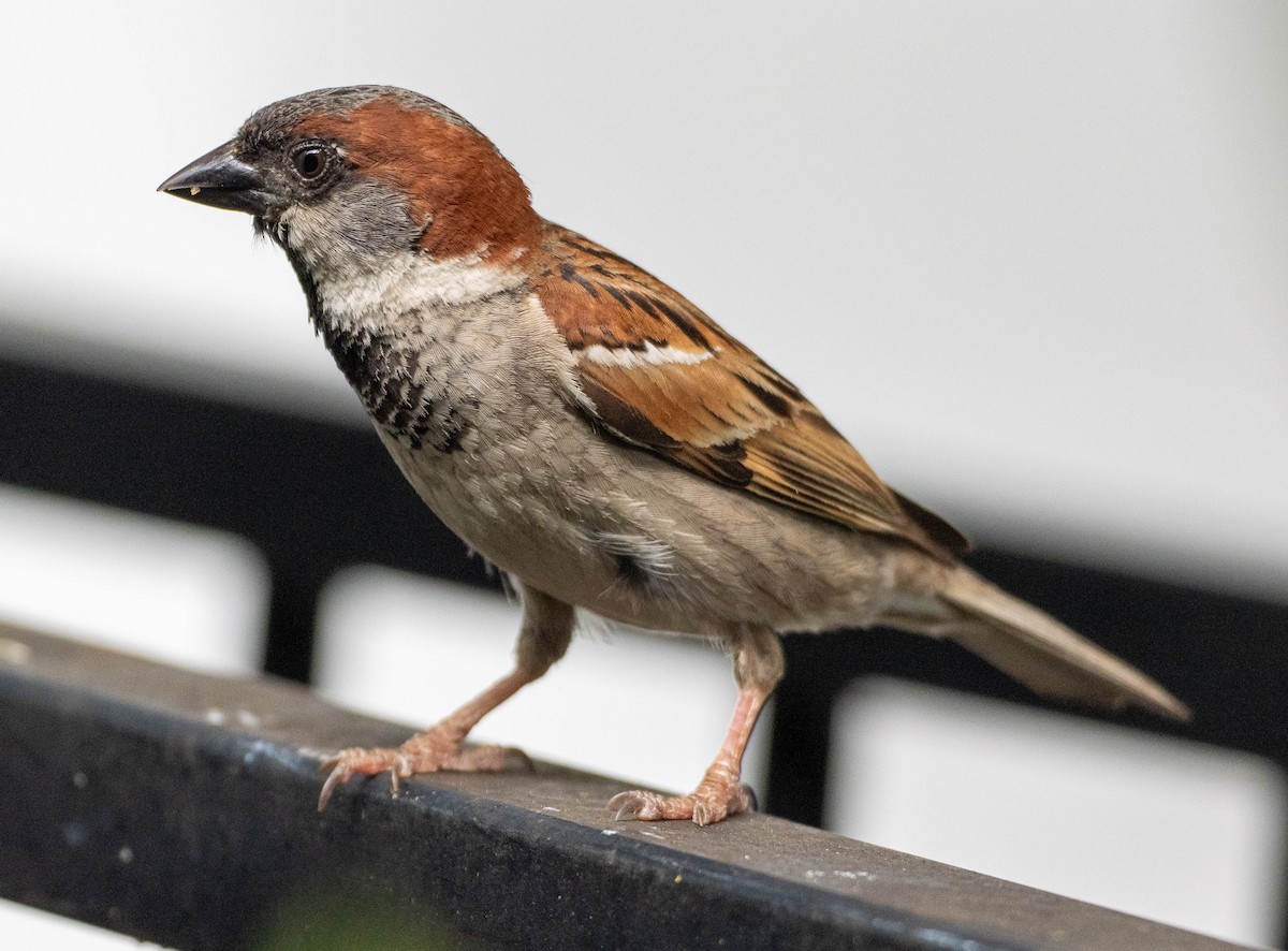 Gorrión Común - ML644634707