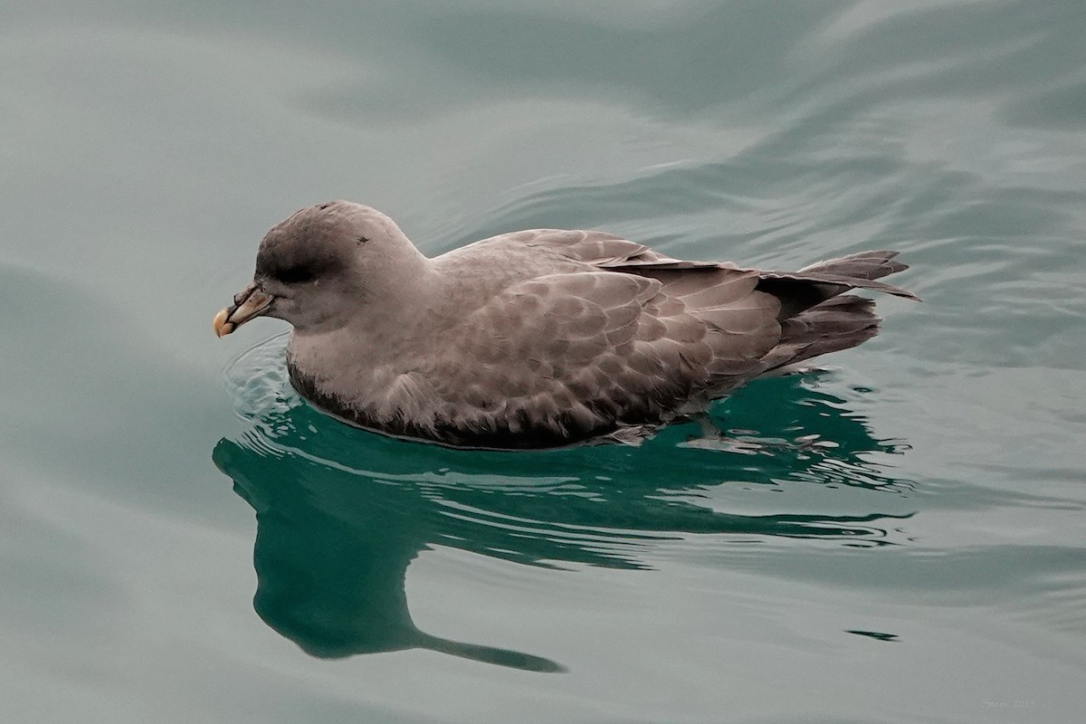 havhest - ML644634710