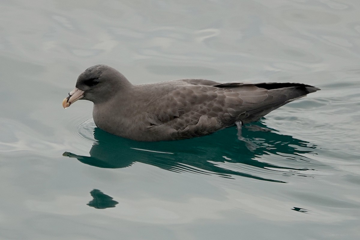 havhest - ML644634718