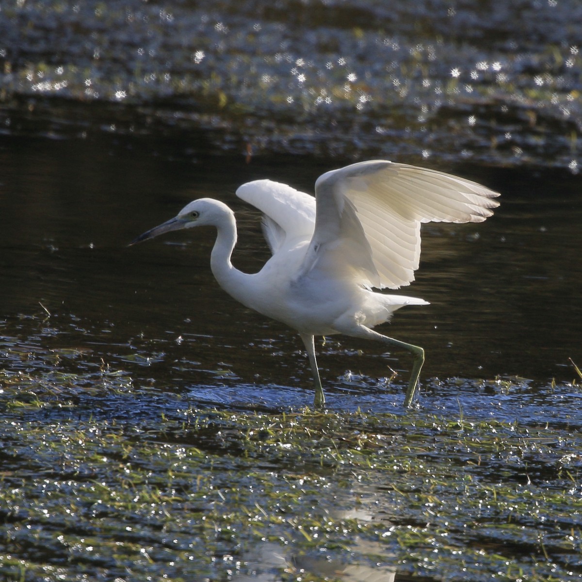 Little Blue Heron - ML644634721