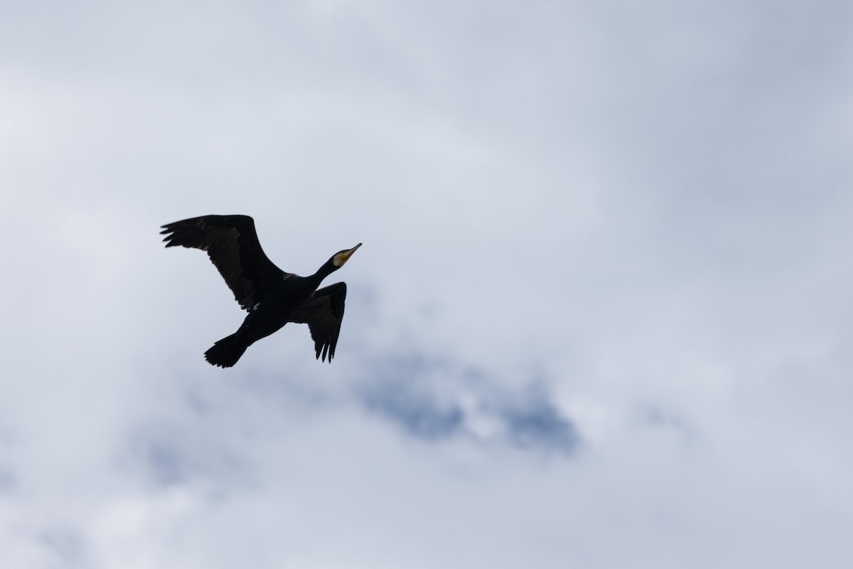 Kormoran - ML644634746