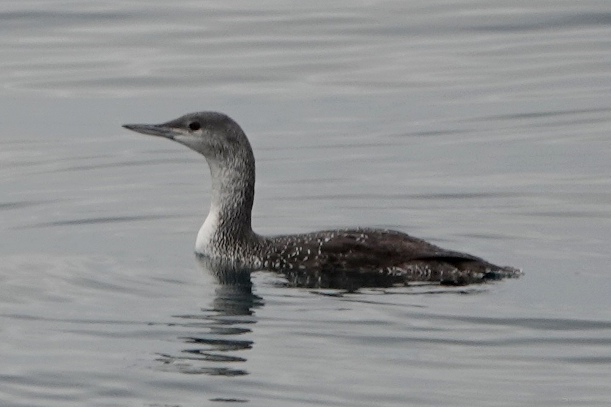 Plongeon catmarin - ML644634752