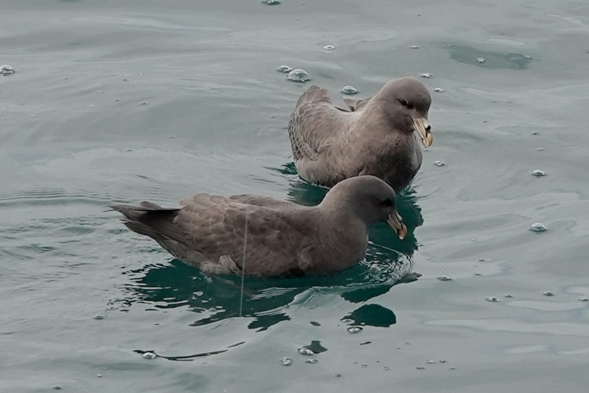 havhest - ML644634753