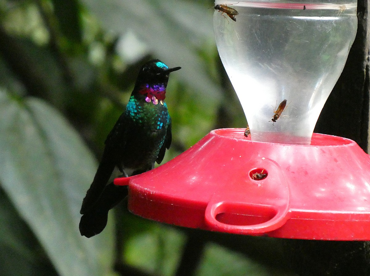 Колібрі-німфа турмаліновий - ML644634760