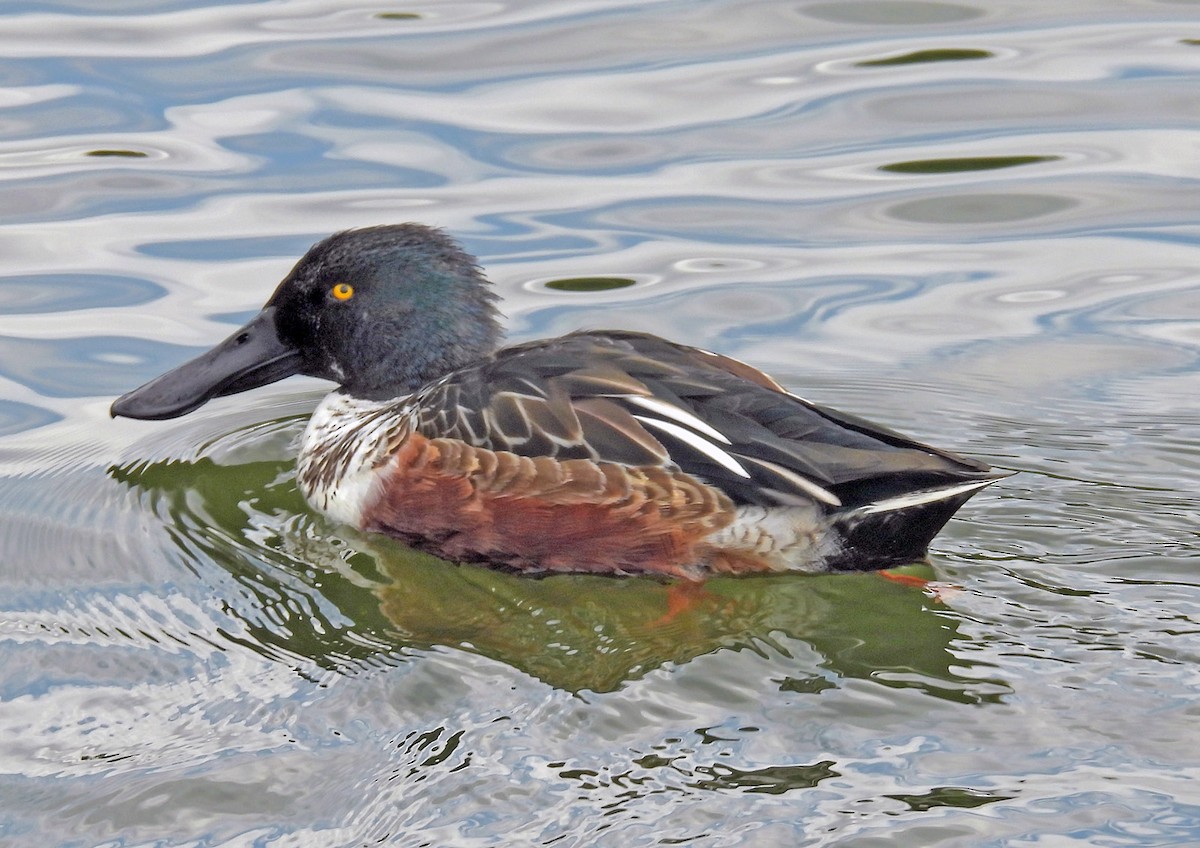 Широконіска північна - ML644634763