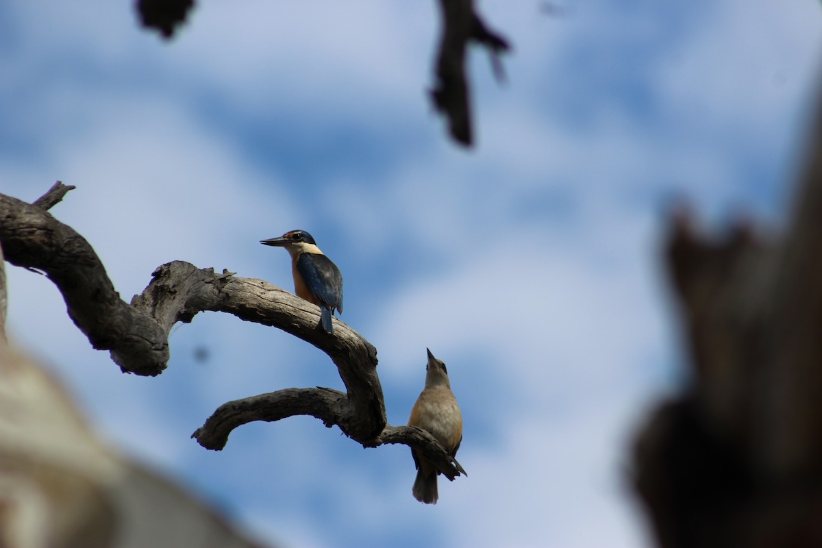 Sacred Kingfisher - ML644634765