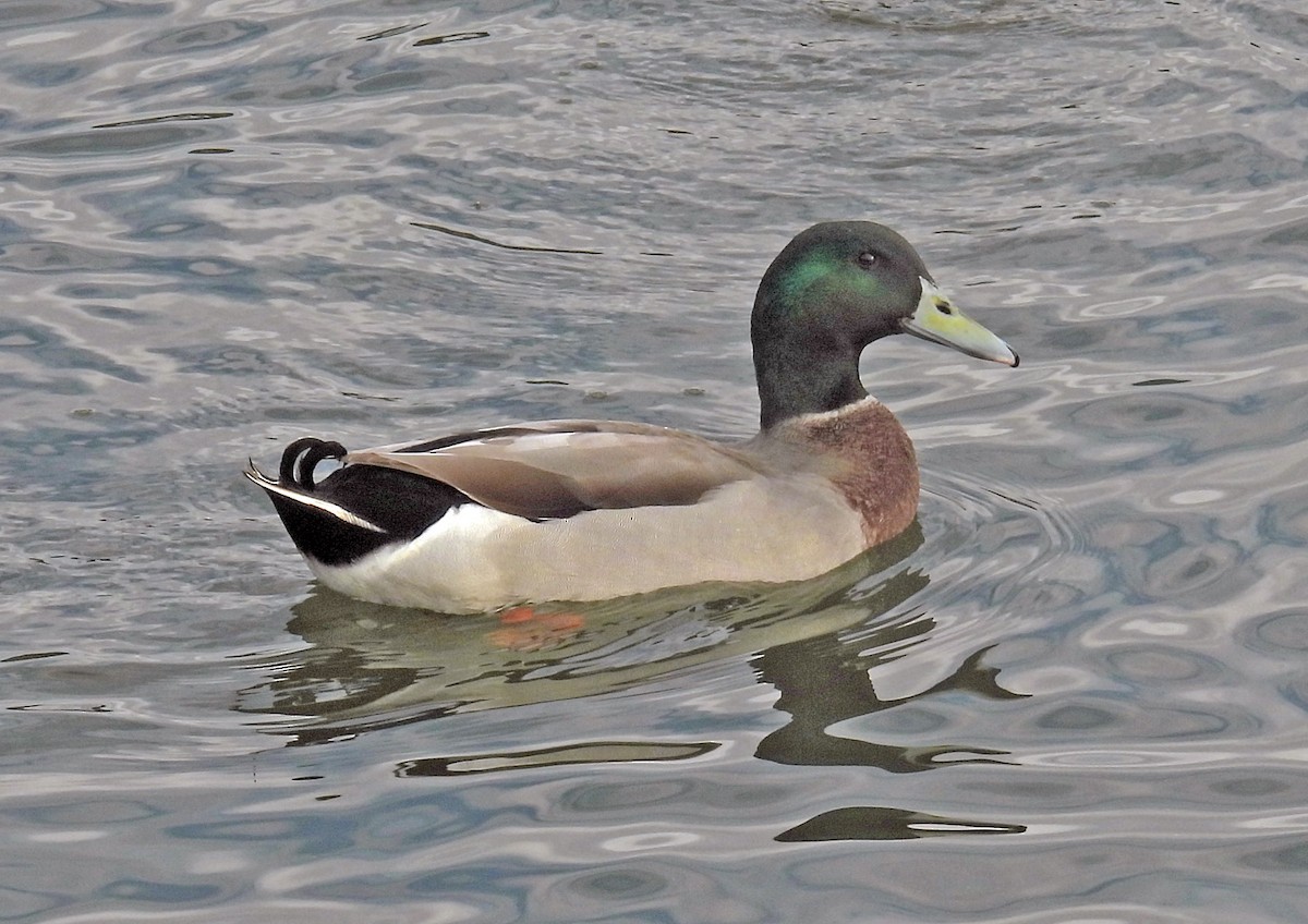 Крижень звичайний - ML644634766