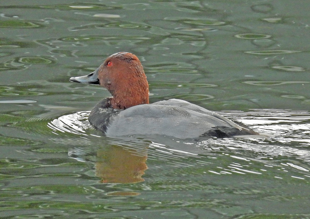 Попелюх звичайний - ML644634769