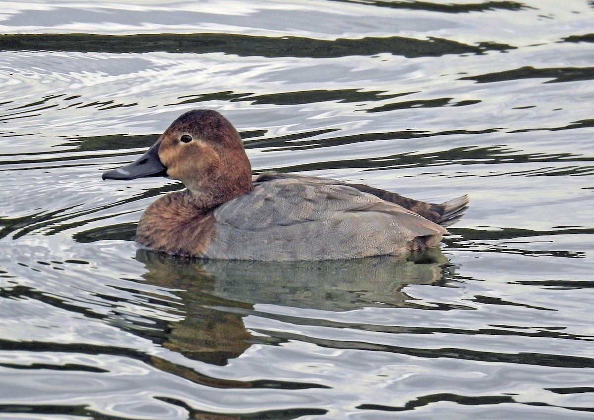 Попелюх звичайний - ML644634770