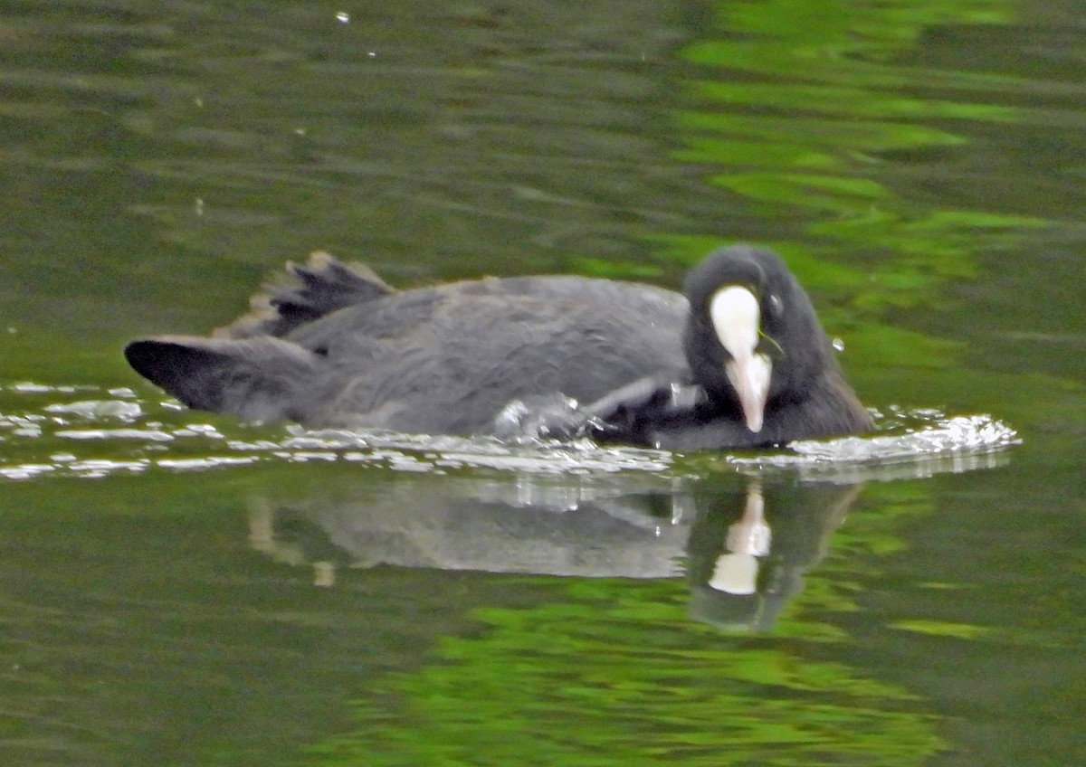 Лиска звичайна - ML644634771