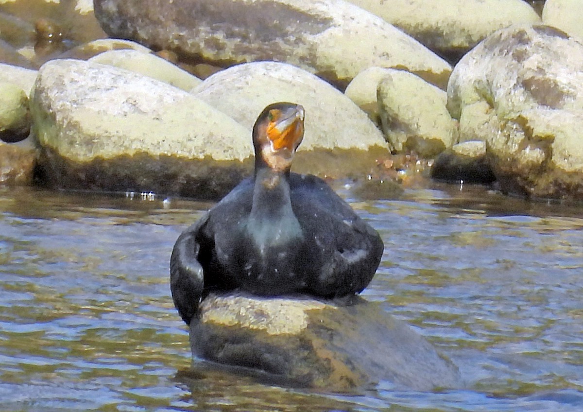 Баклан великий - ML644634773