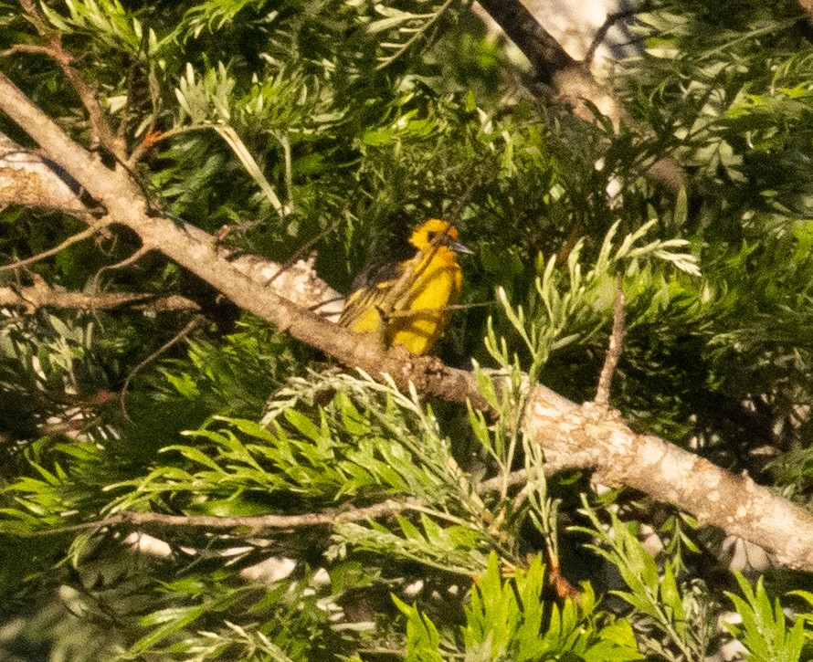 Baglafecht Weaver - ML644634777