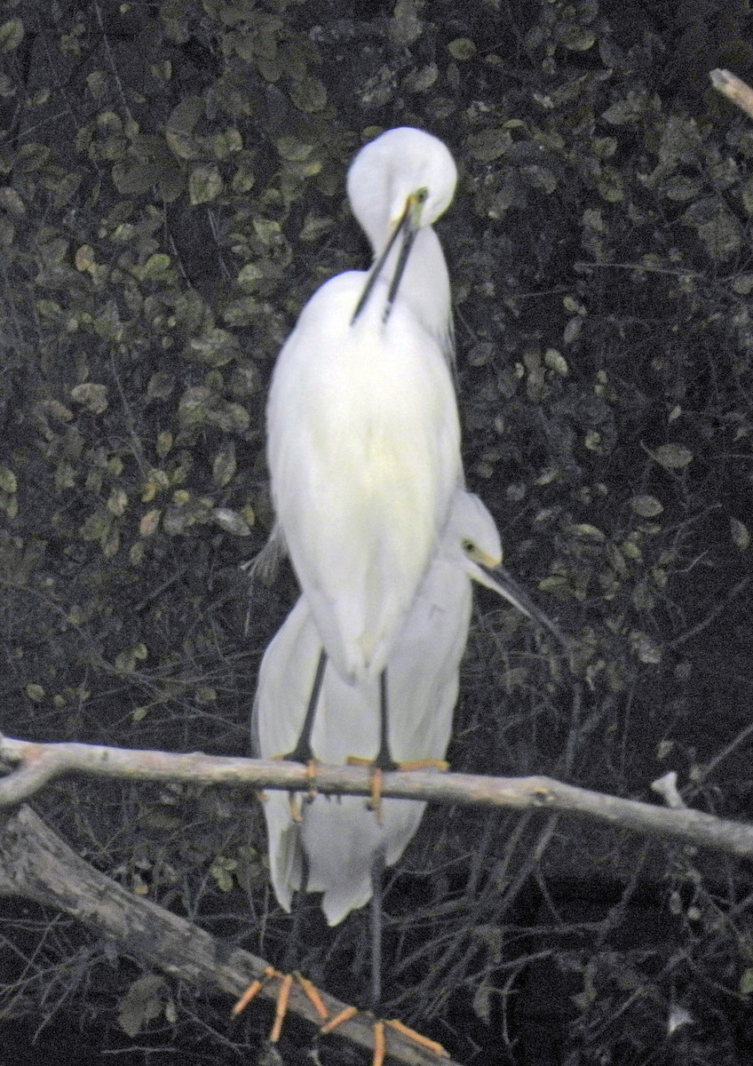 Чепура мала - ML644634780